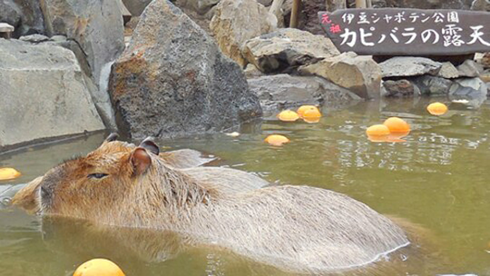 *冬季限定！シャボテン公園のカピバラ露天風呂（当館からお車5分）毎年11月下旬頃～4月上旬開催