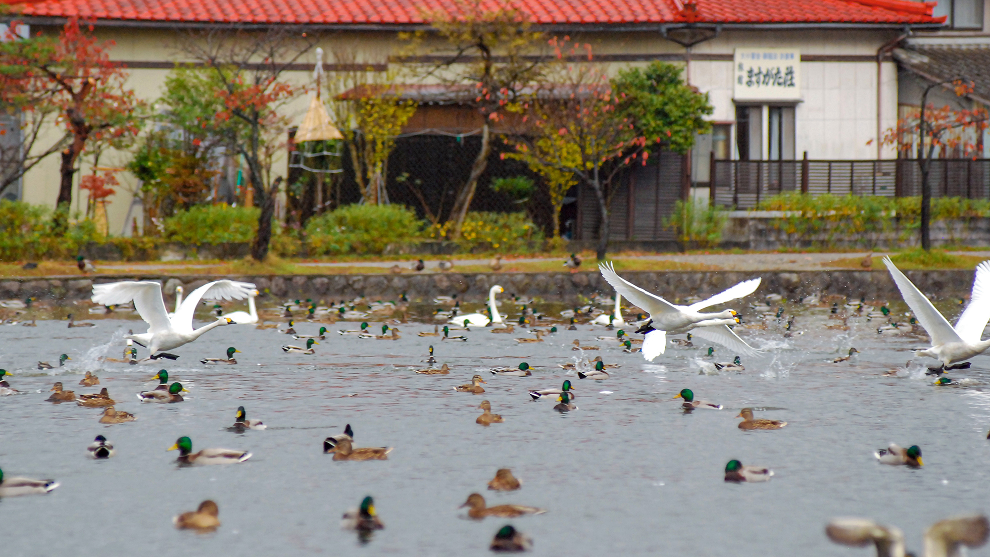 #目の前の池にはたくさんの白鳥が飛来します
