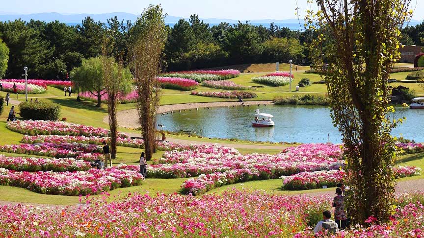 淡路島国営明石海峡公園　コスモス