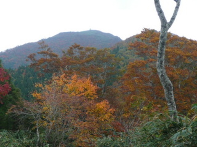 氷ノ山の紅葉