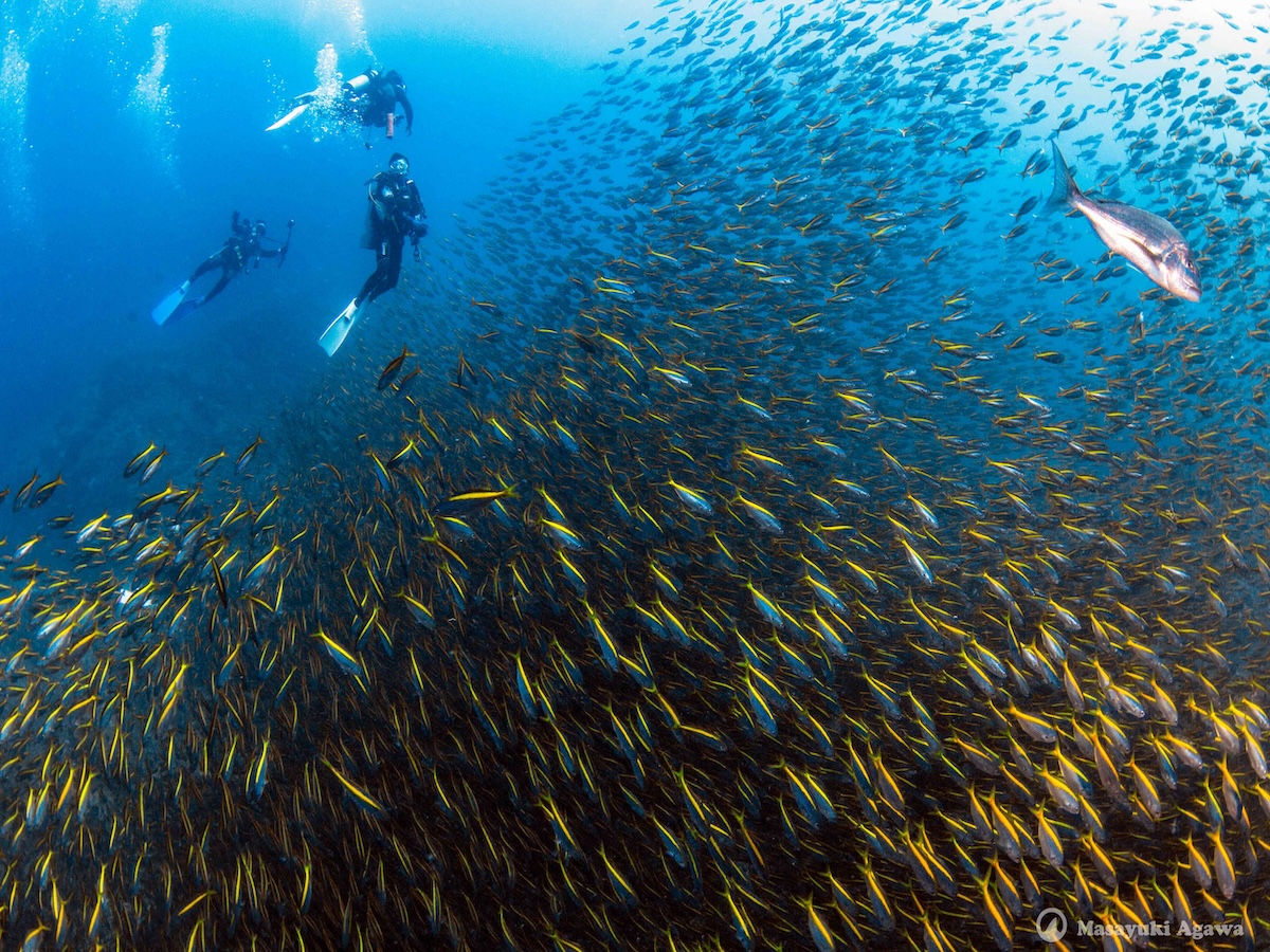 神子元島ダイビング