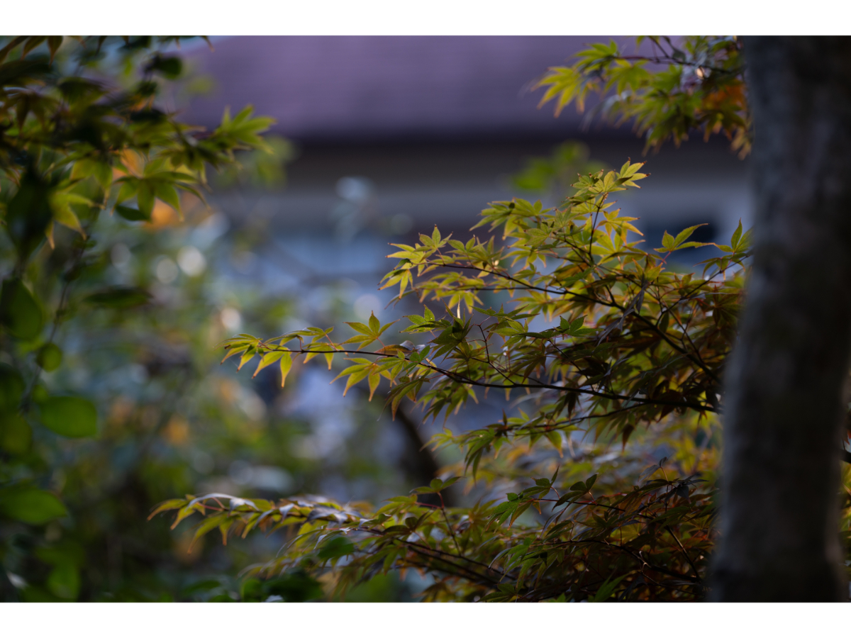 庭園の紅葉