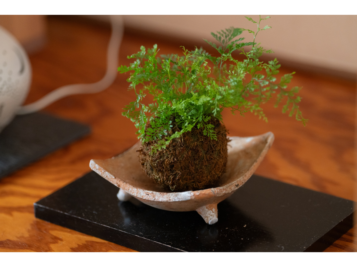 苔玉