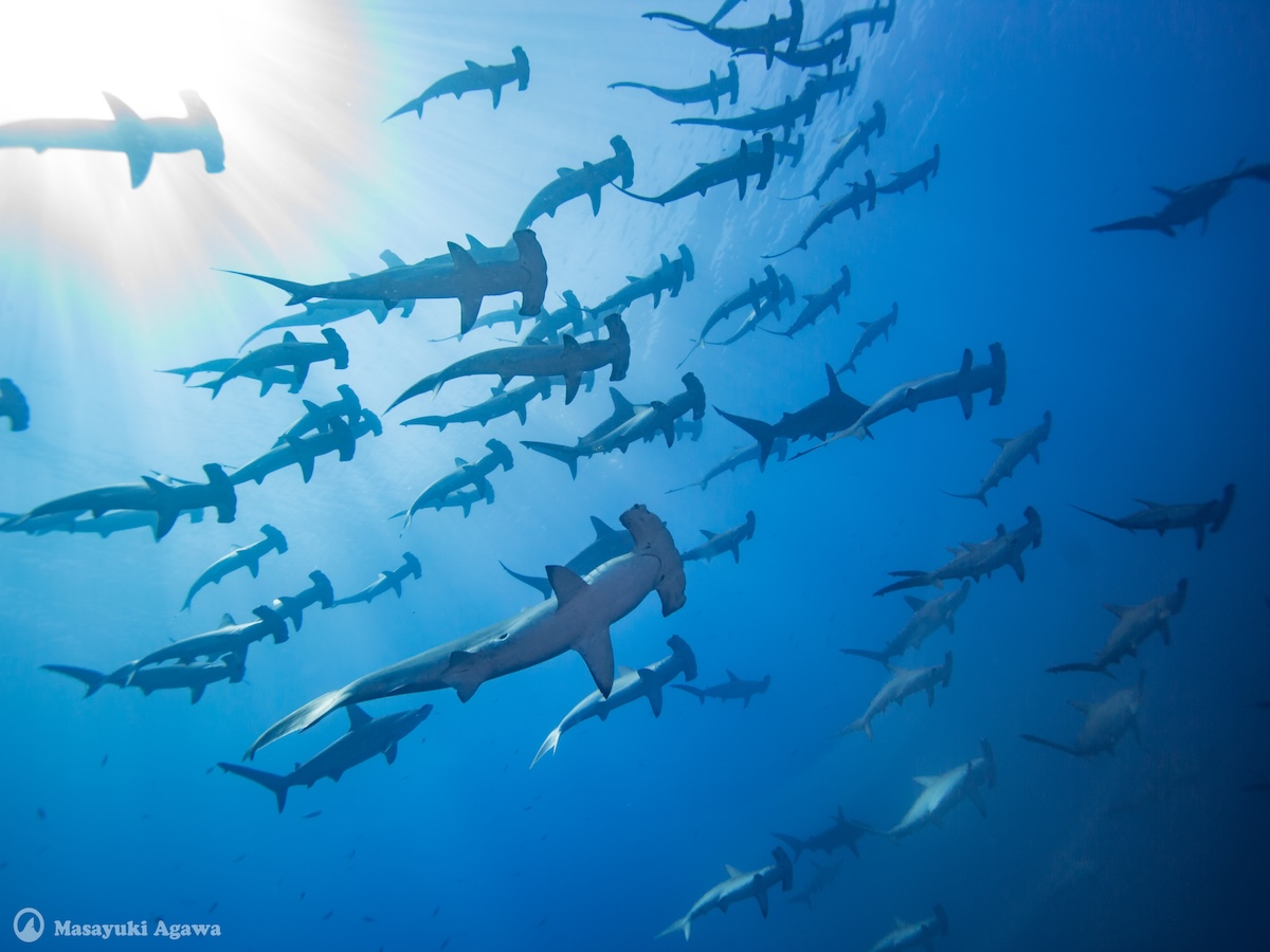 神子元島ダイビング