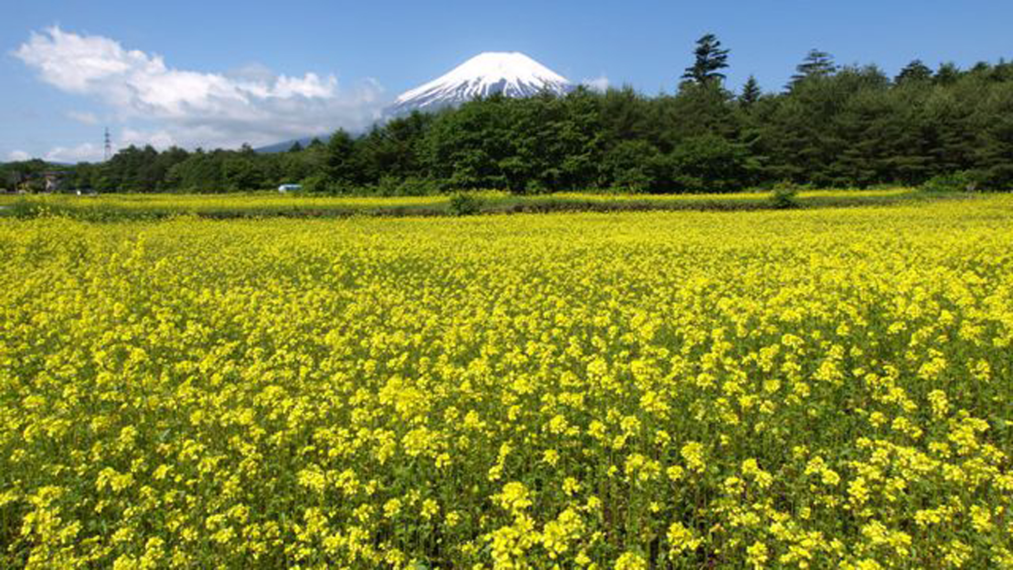 花の都公園