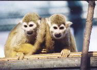 [Nasu World Monkey Park] Make friends with monkeys ♪