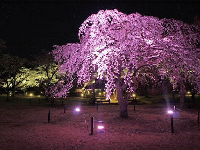 さくらの里夜桜観賞