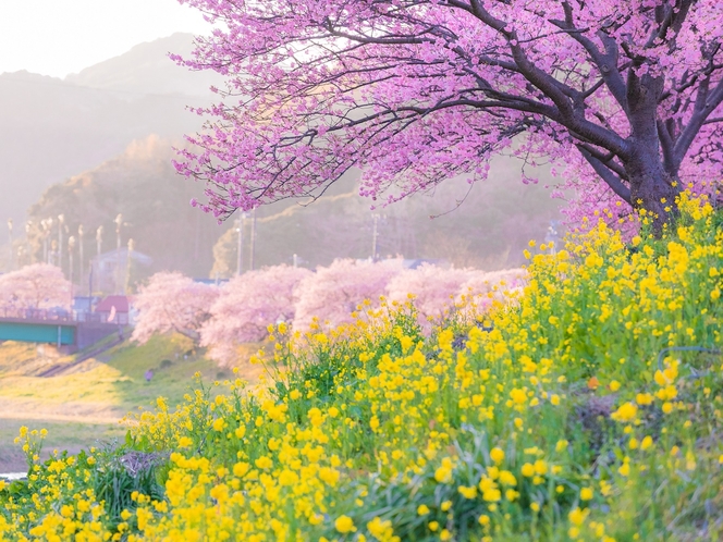 河津桜