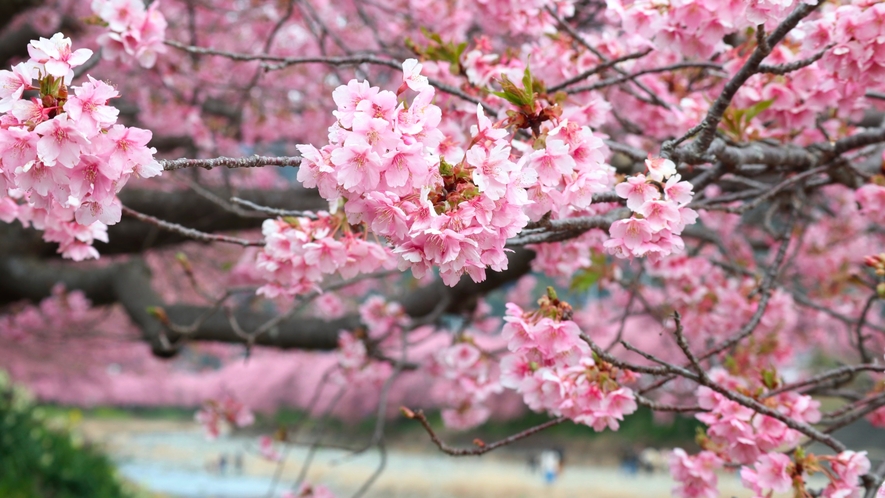 河津桜①