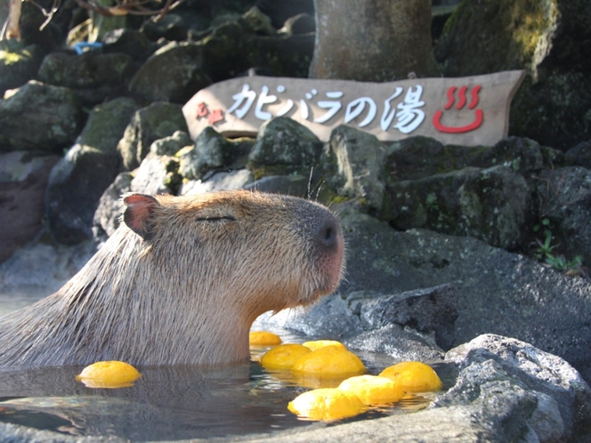 【伊豆シャボテン公園】カピバラ露天風呂