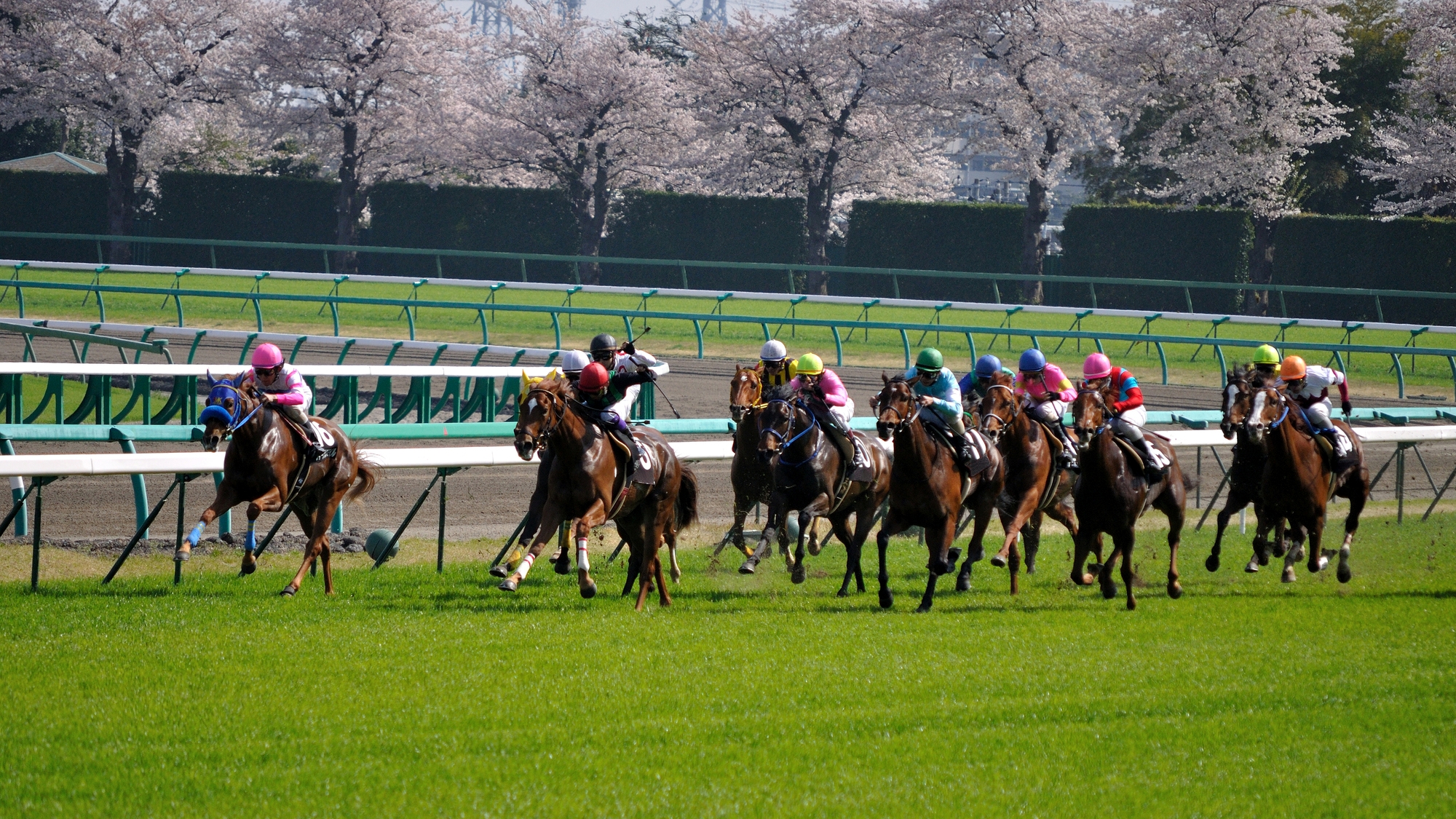 【当館から車で40分】迫力あるレースやイベントが楽しめる関東の主要競馬場「中山競馬場」