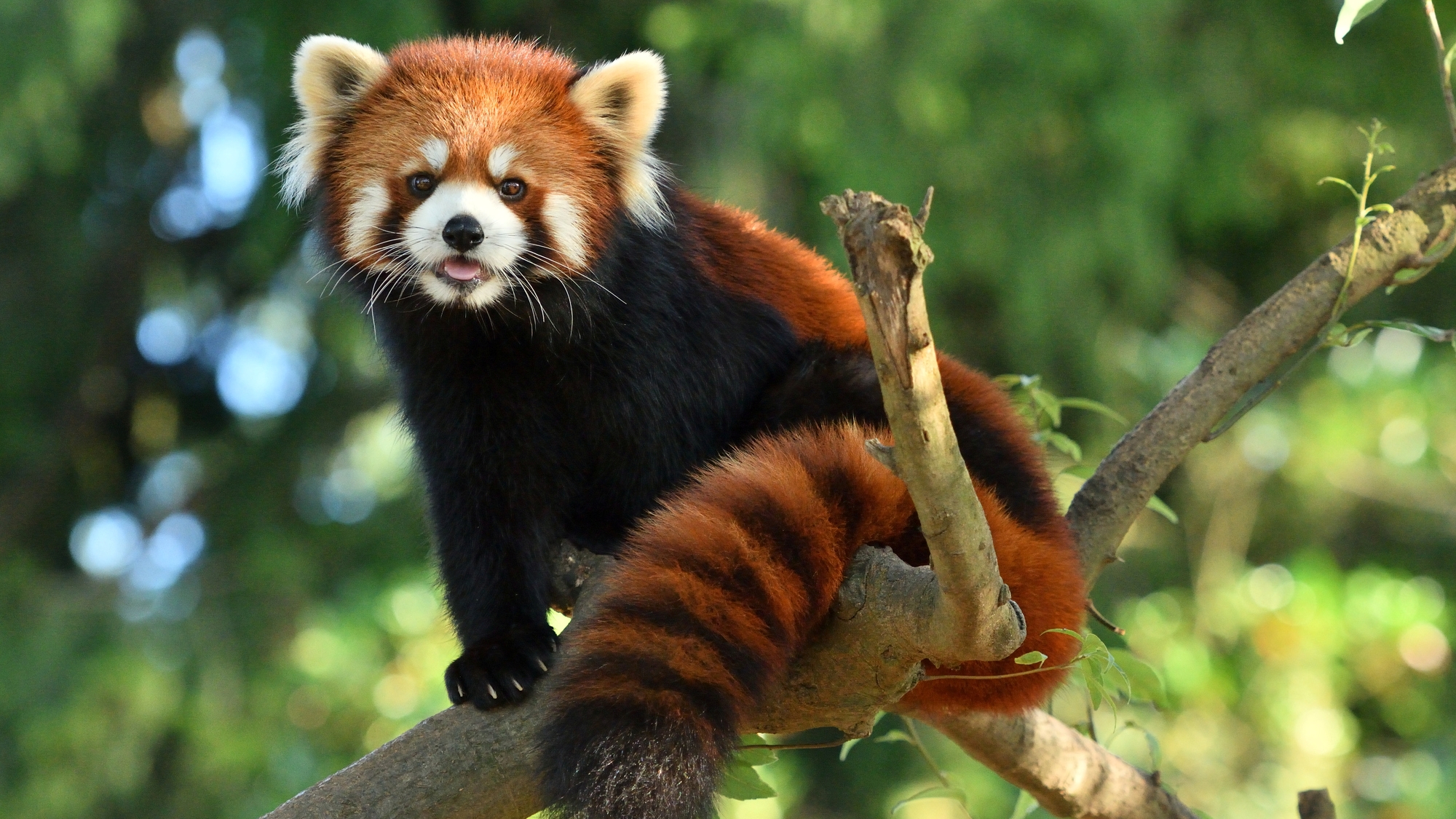 「風太くん」で有名になったレッサーパンダをはじめ、多くの動物に会える「千葉市動物公園」