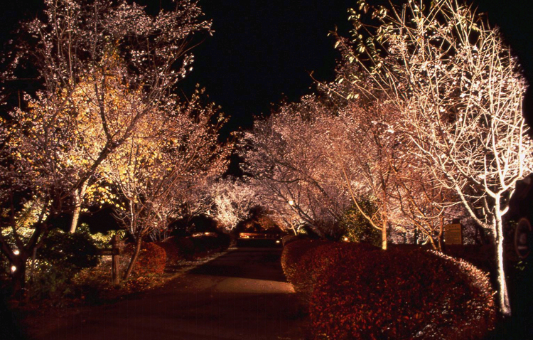 冬桜の宿 神泉 見どころ 楽天トラベル