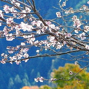 冬桜の宿 神泉 写真 動画 楽天トラベル