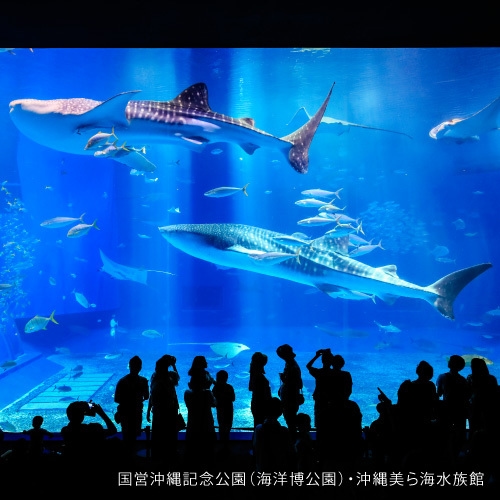 ■【ECO清掃│2連泊以上限定】一度は行ってみて♪沖縄美ら海水族館チケット付☆彡（食事なし）