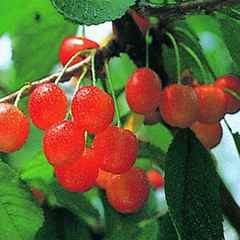 さくらんぼ狩り