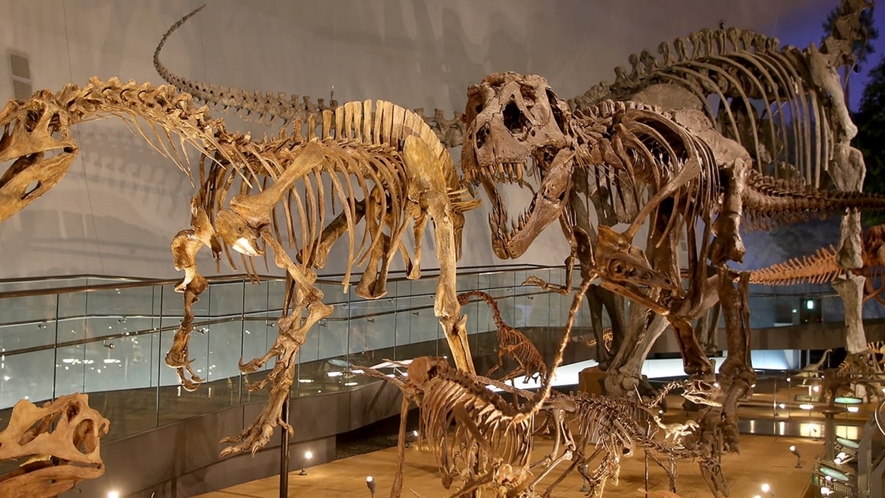 【周辺観光】福井恐竜博物館：44体もの恐竜の全身骨格等を展示（お車60分／出典：福井県立恐竜博物館）