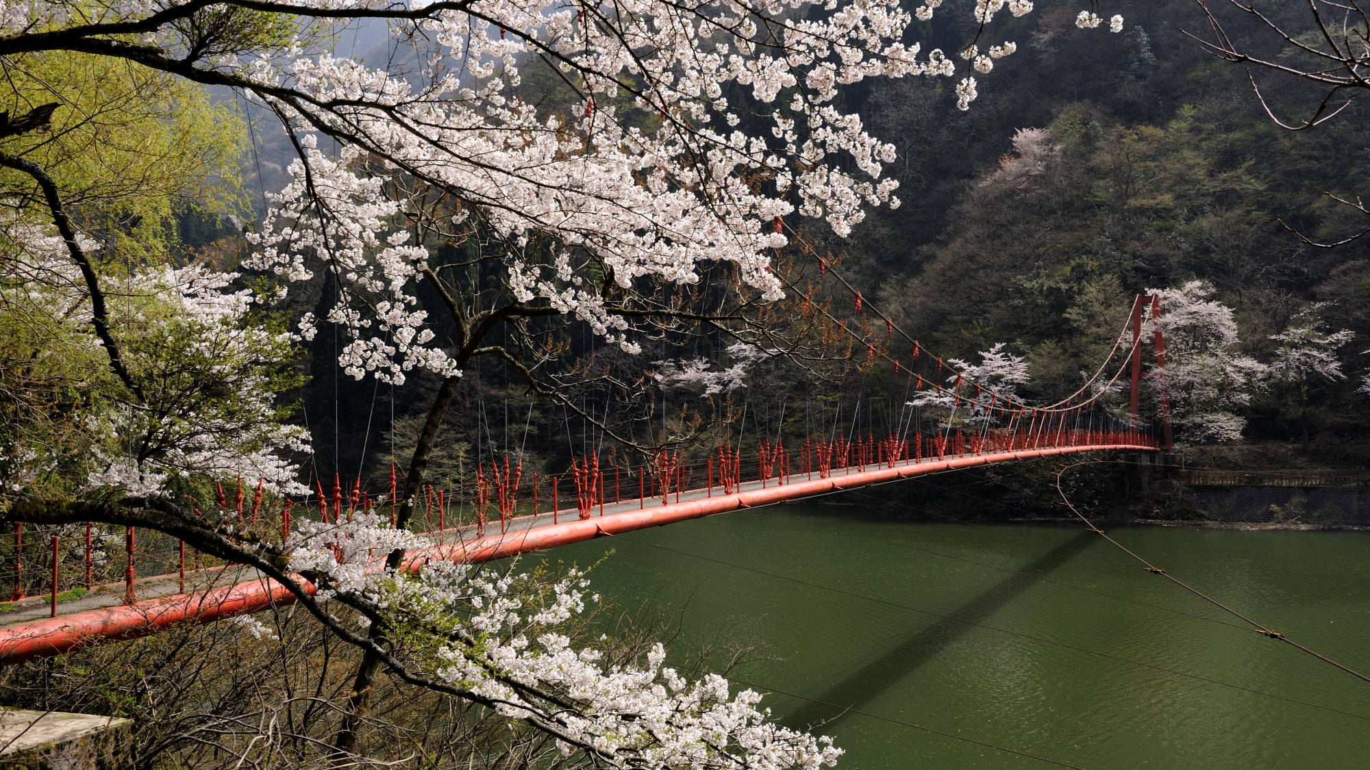  【周辺観光】我谷ダム・吊り橋：広大なダムの上に架けられた赤い吊り橋（お車10分）