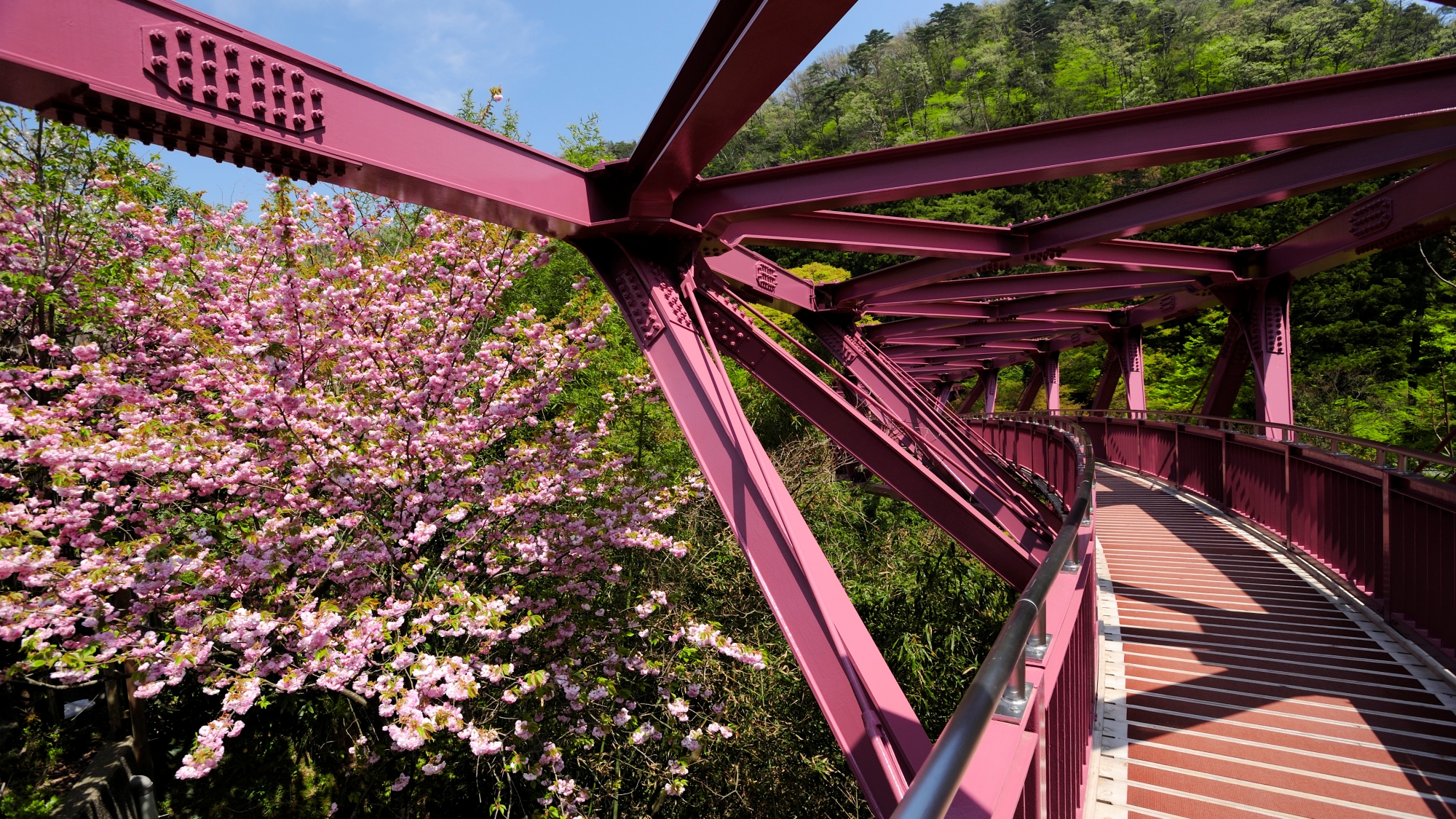 【周辺観光】あやとり橋：橋のたもとから育った桜とワインレッドの橋のカラーは相性抜群（徒歩5分）