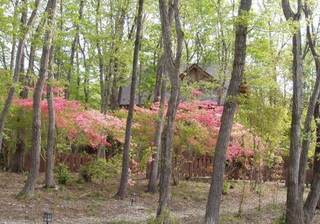 r山つつじ春②500350