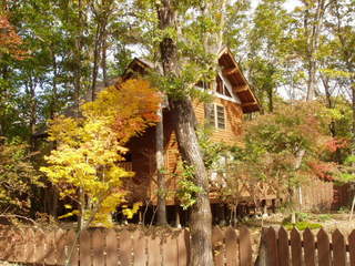 秋の｢山つつじ｣