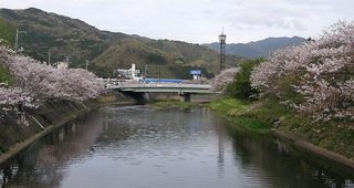 ビラ扇の前の川・桜