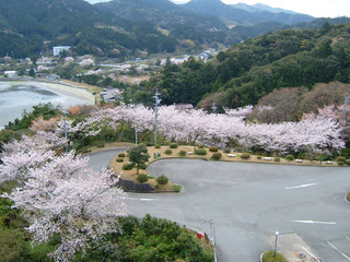 春には約20種類・約2000本もの桜の並木道が咲き誇る