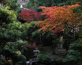 主樓花園菊花日