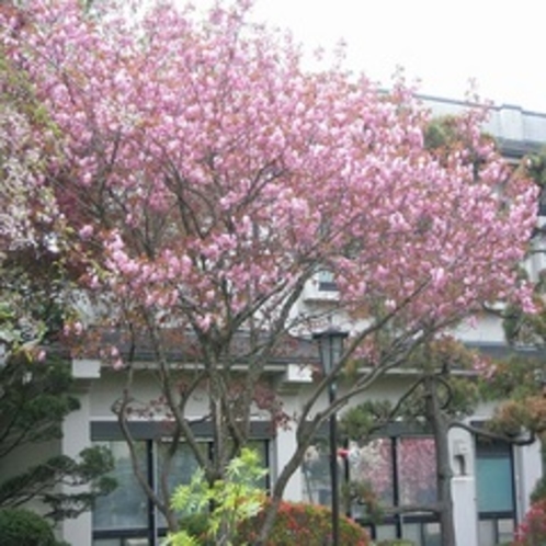 自慢の歴史ある庭園【5月桜】