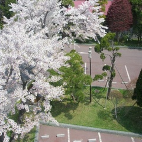 自慢の歴史ある庭園【4月桜】