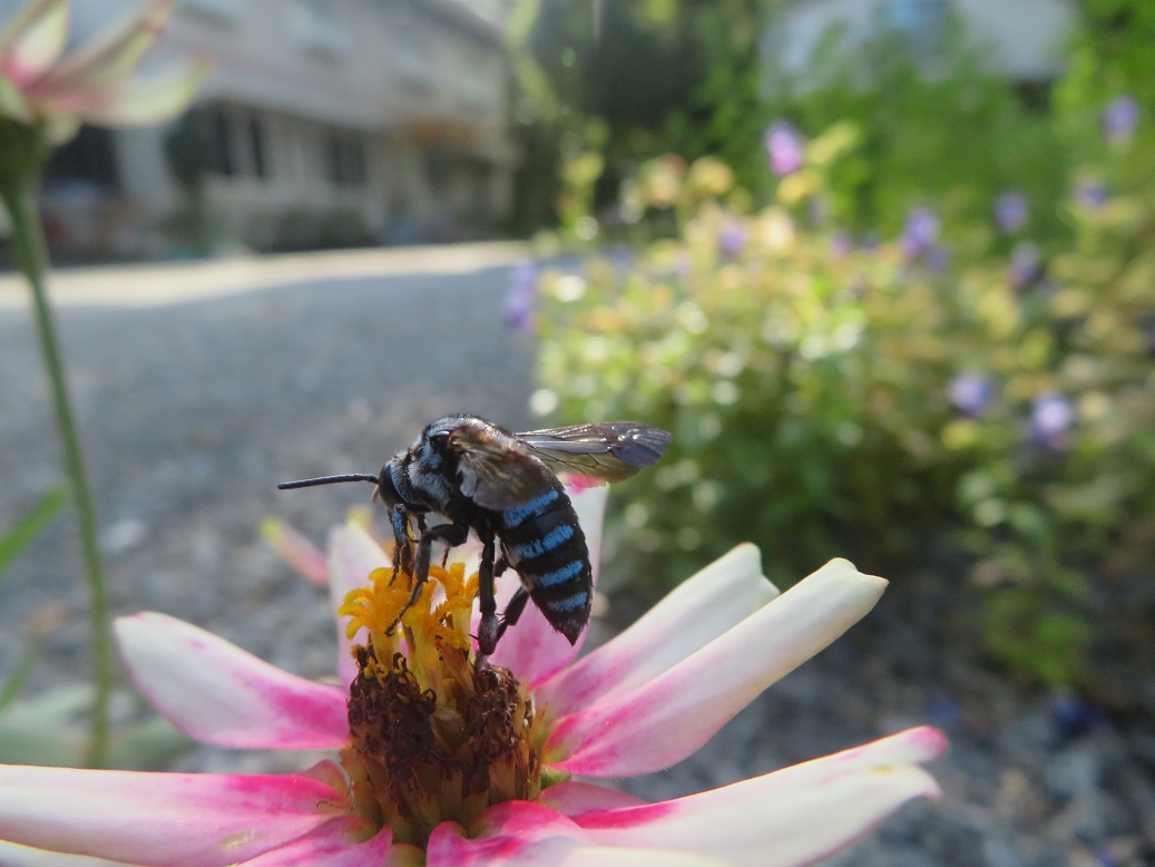 幸せを呼ぶ青い蜂2