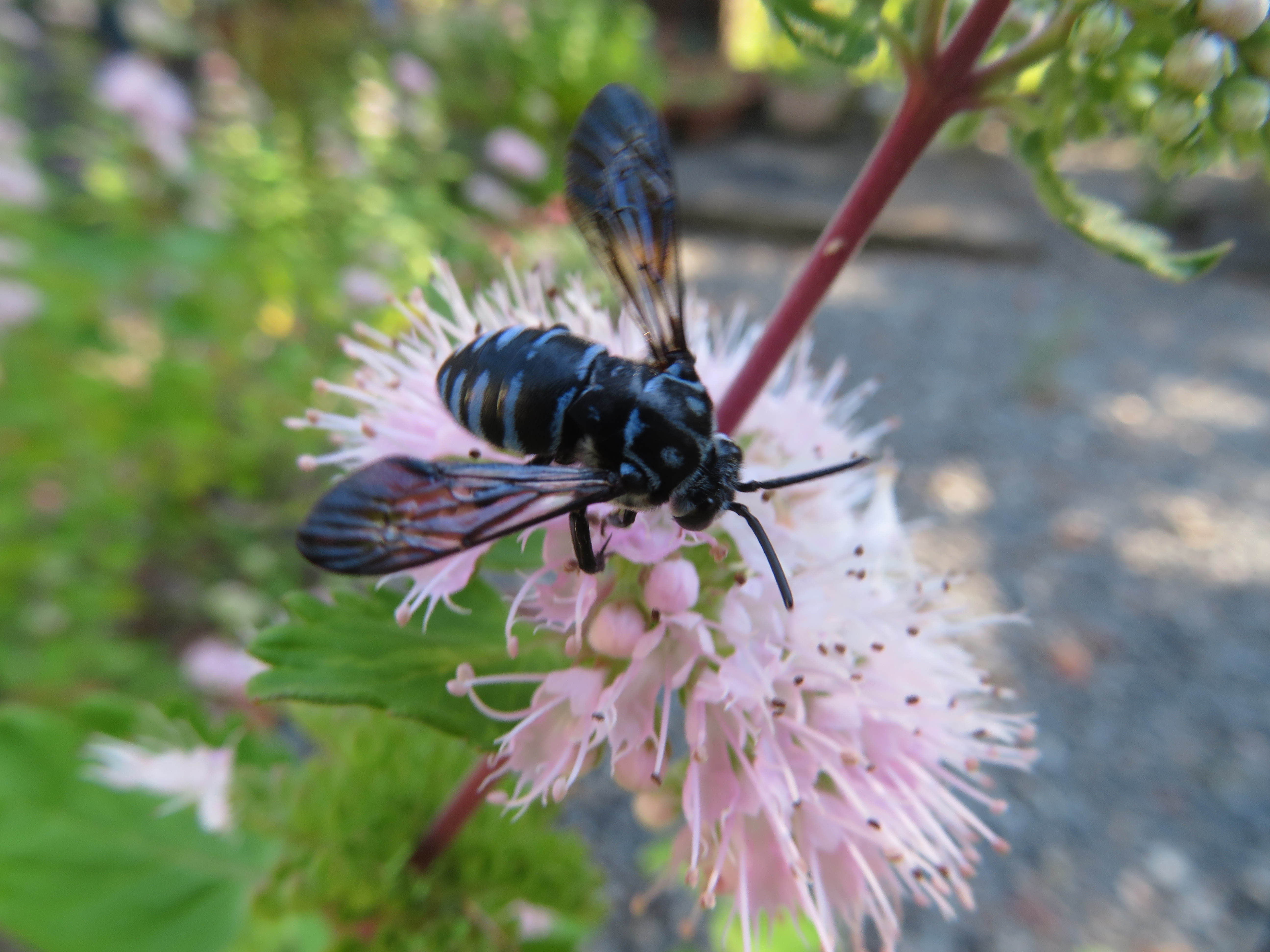幸せを呼ぶ青い蜂