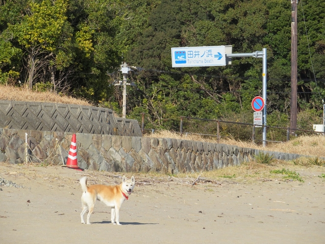 しずちゃんと田井ノ浜