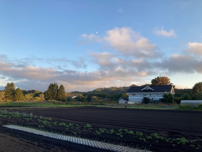 畑の中に建つラブラドール。