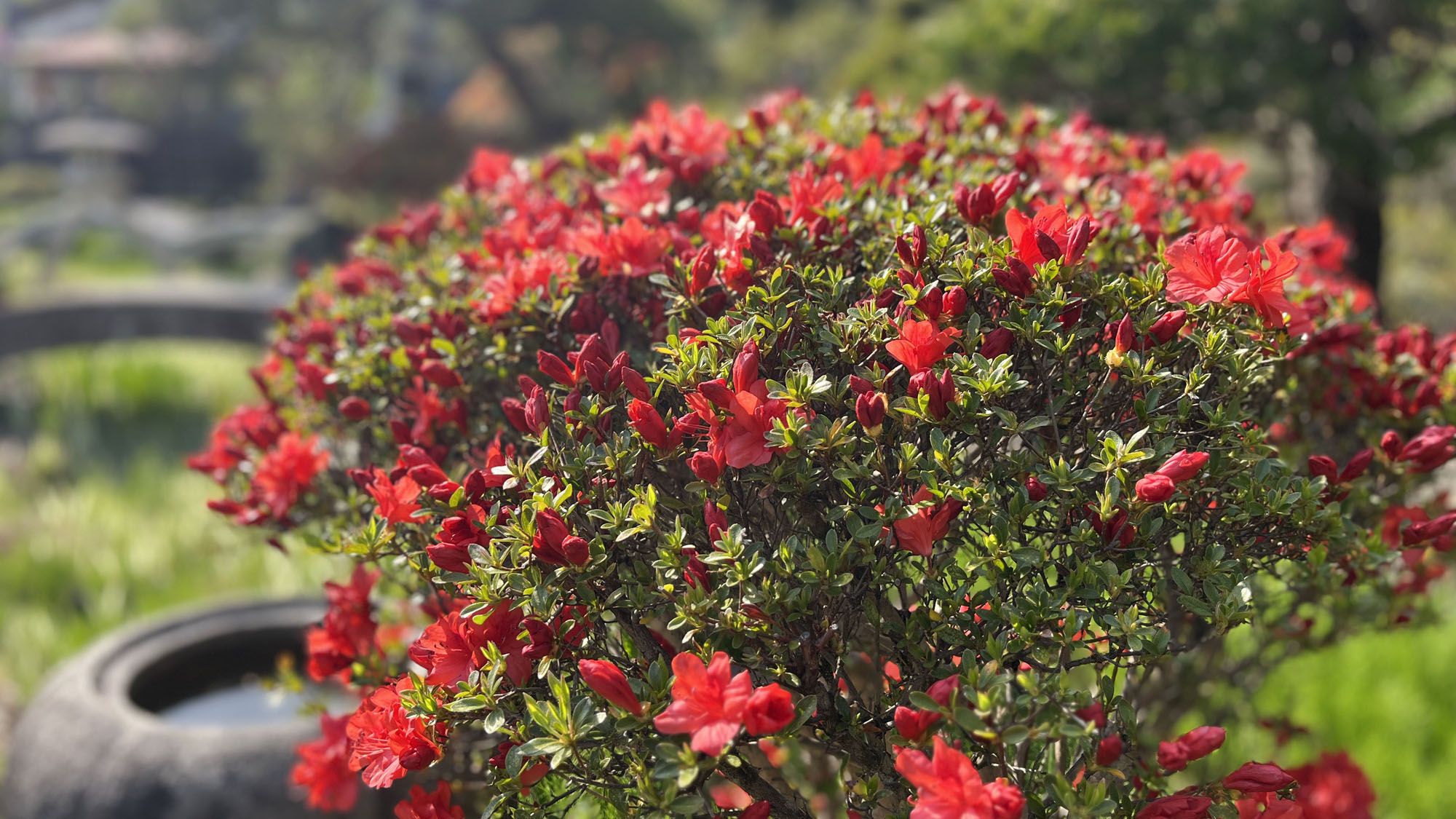 【その他】やしきの庭園には様々な花が咲き季節によっては彩ります*