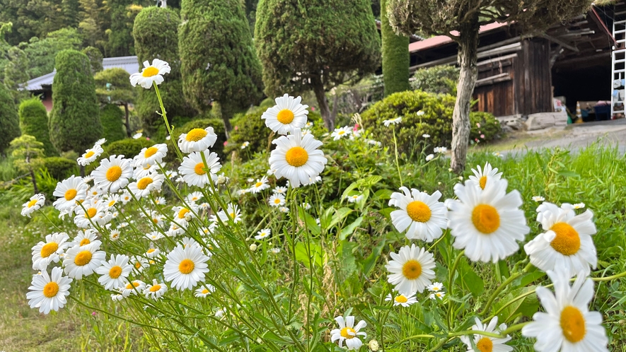 季節のお花が咲いております*