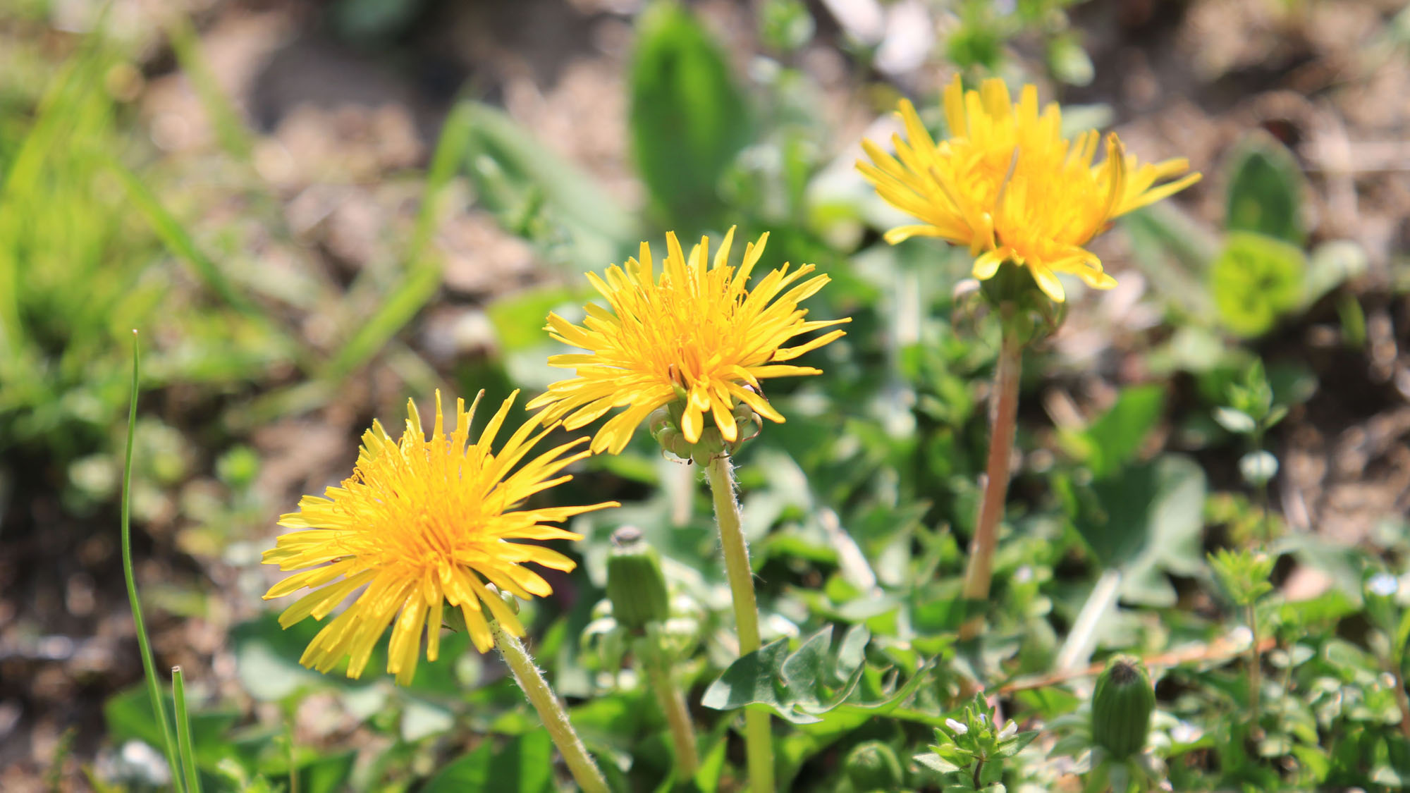 【その他】やしきの庭園には様々な花が咲き季節によっては彩ります*