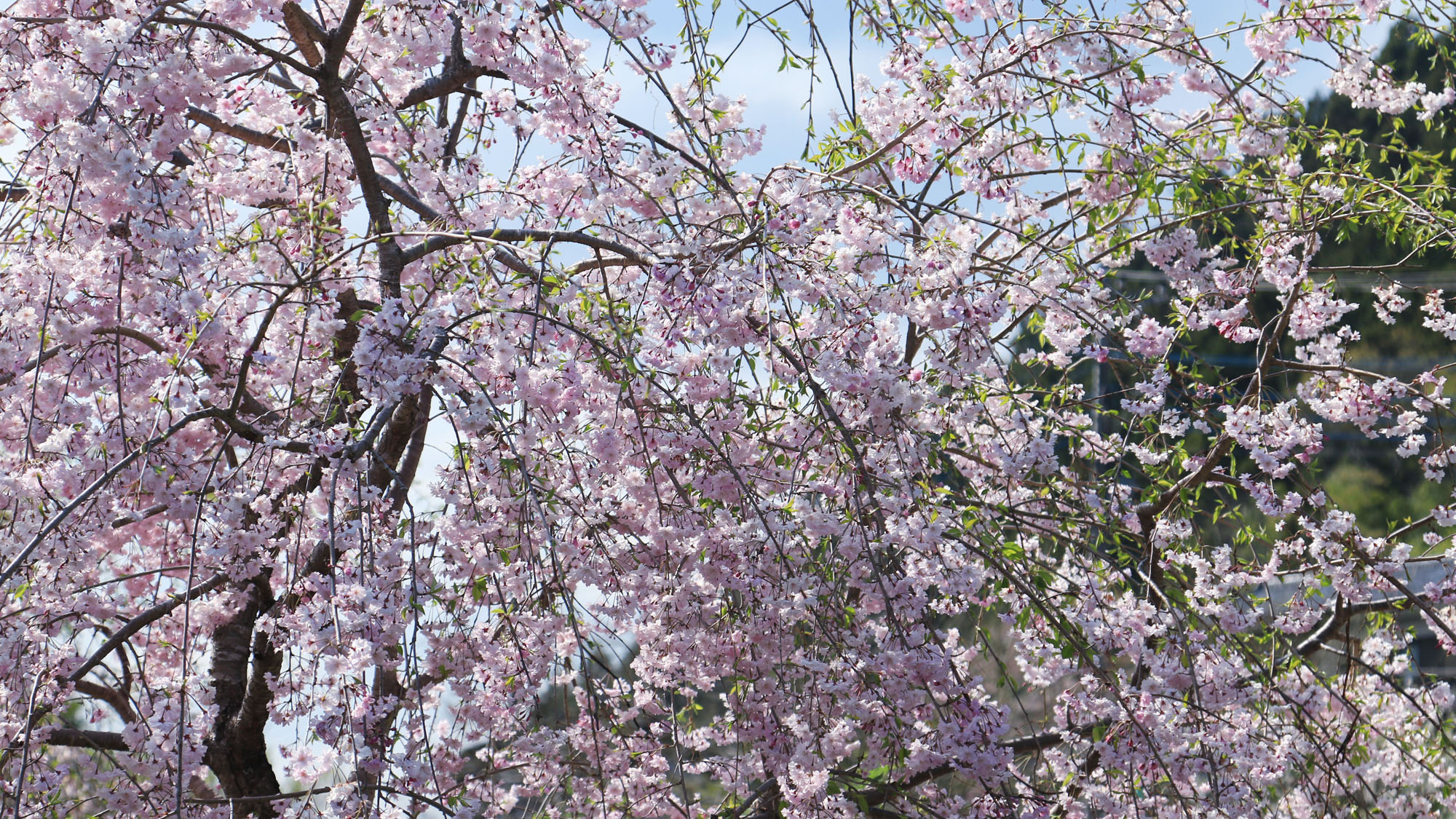 【その他】やしきの庭園には様々な花が咲き季節によっては彩ります*