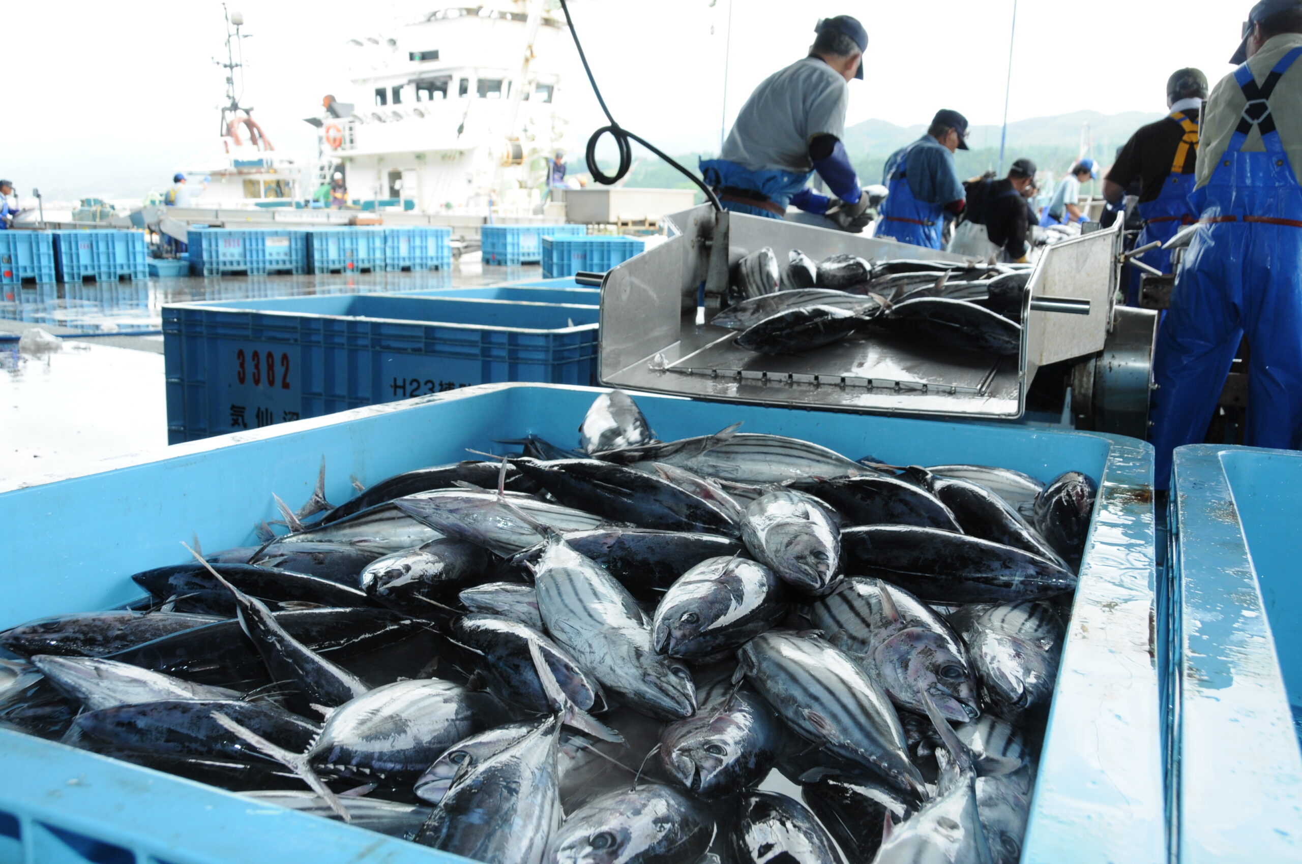 かつお水揚げ