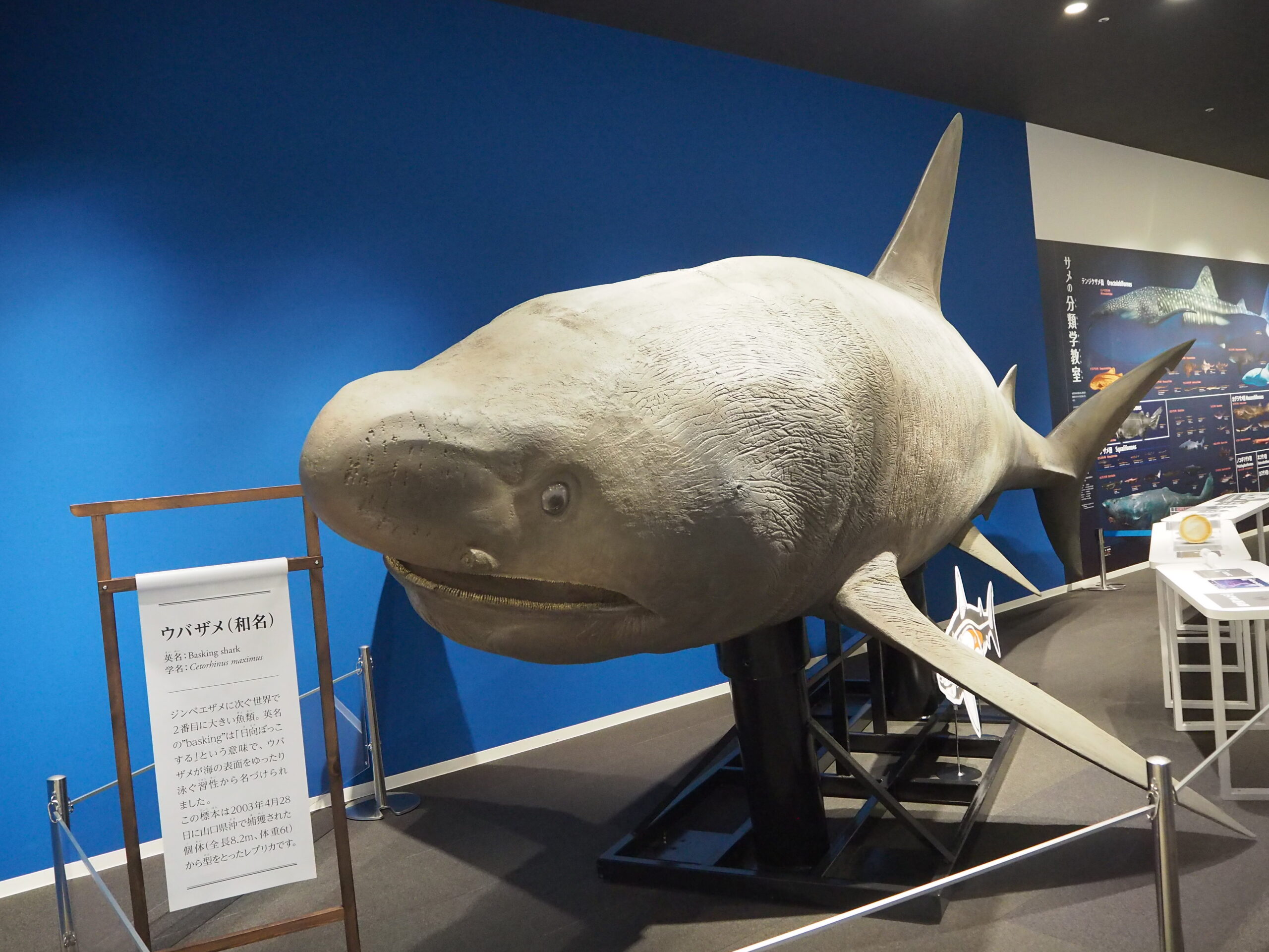 シャークミュージアム