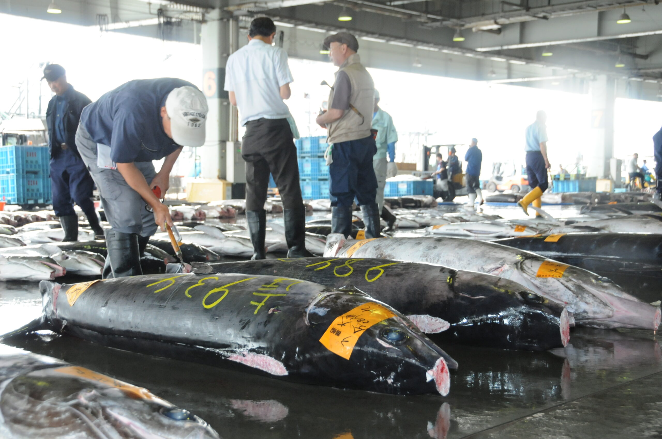 気仙沼魚市場　1