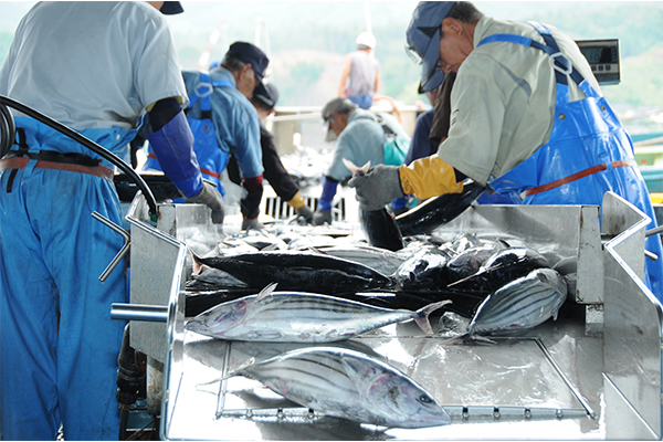 気仙沼魚市場　2