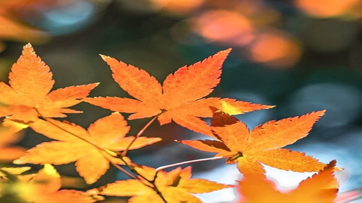 【紅葉狩りへ行こう】紅葉の名勝「鳴子峡」まで約6分！絶景トリップ♪朝食付プラン