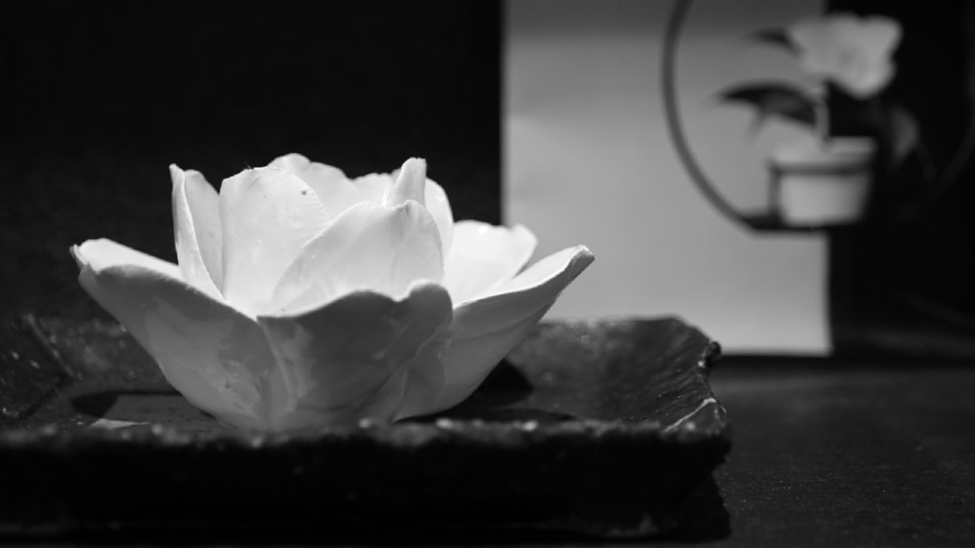 ＜期間限定＞【雅】厳選した活き伊勢海老（お一人様約2匹〜）の姿造り＆炙り焼きを二彩で。