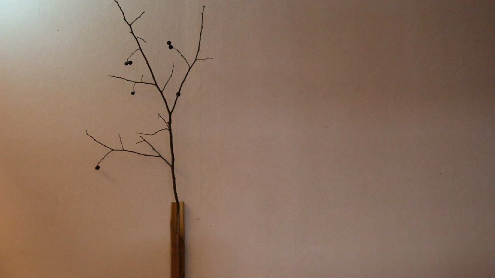 ＜期間限定＞幻の高級魚「クエ鍋」のコース！希少な日高産天然本クエを使用した、格別の美味しさを堪能。