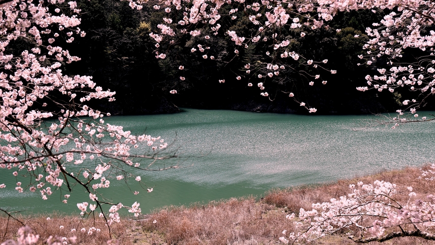 *桜イメージ（古座川 七川湖畔）