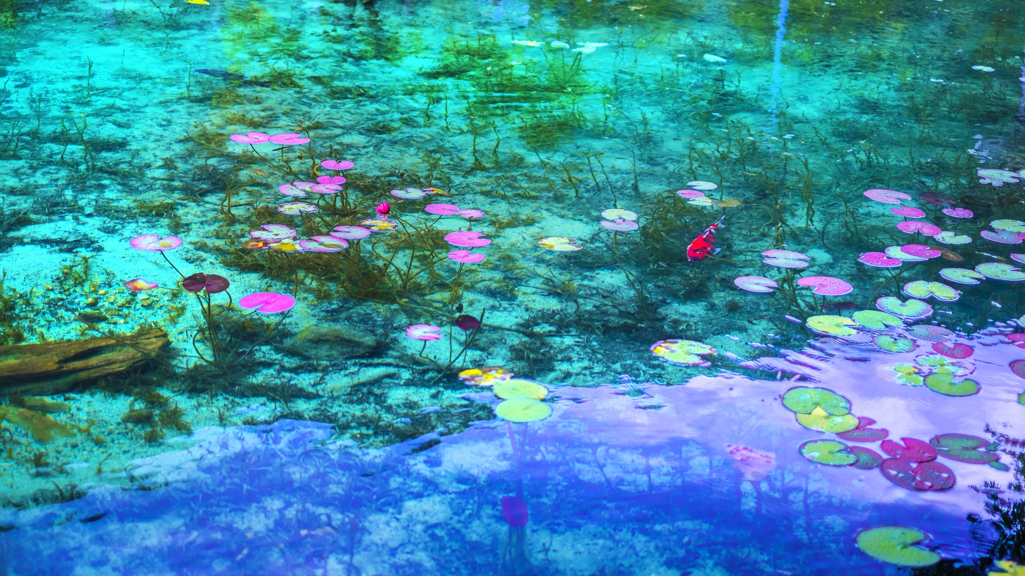 *【名もなき池：通称：モネの池】 当館より車で約1時間10分。