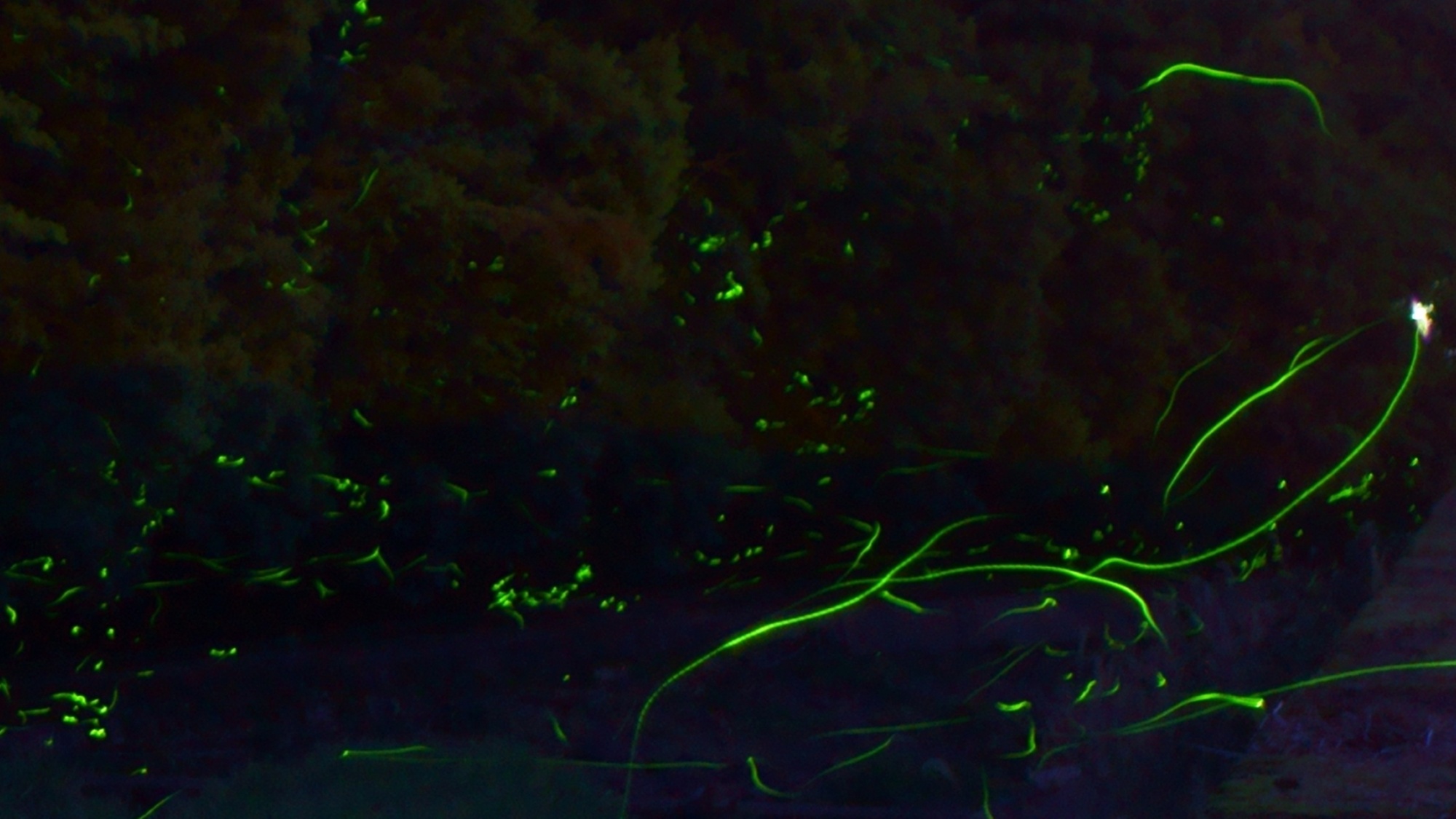 ⋆ホタル（イメージ）