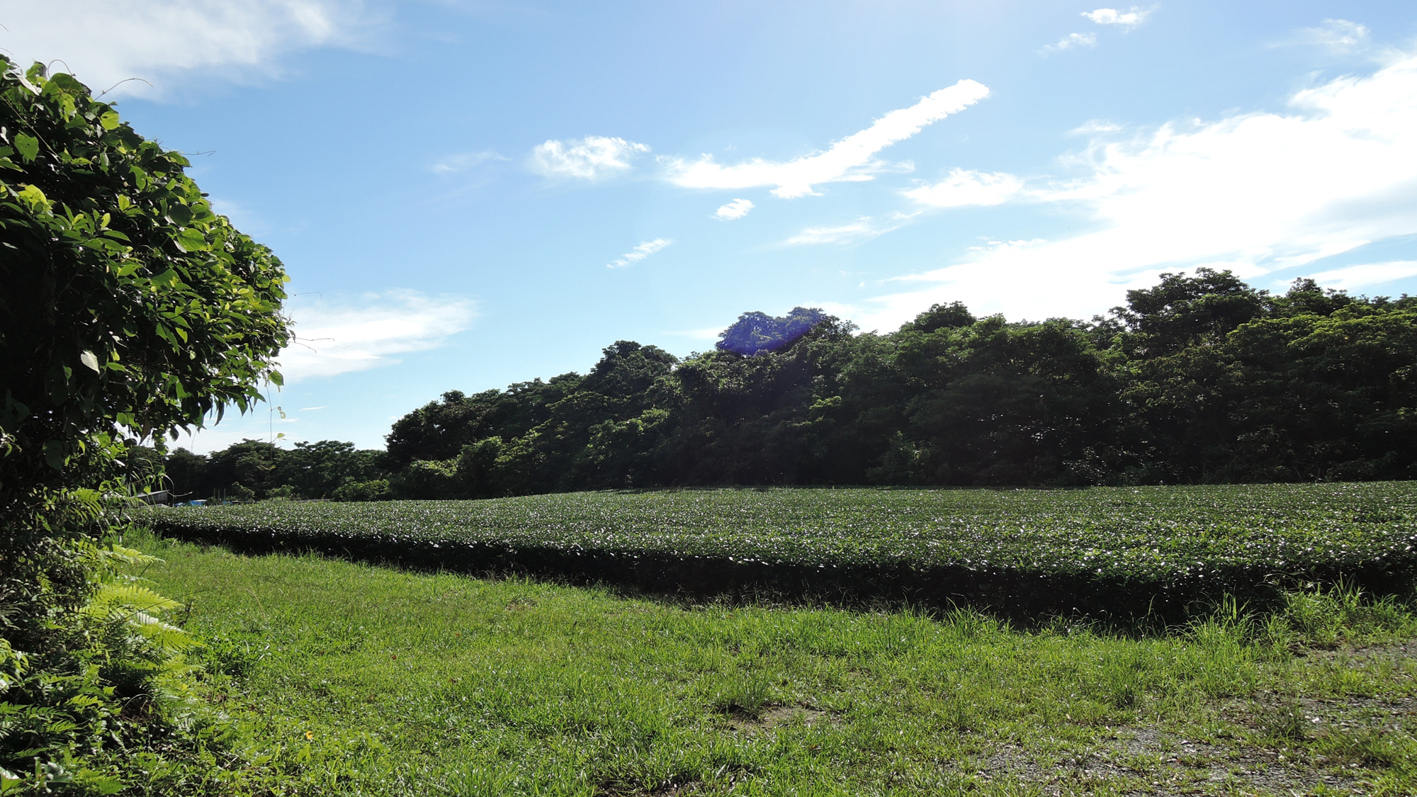 *【周辺の景色】茶畑