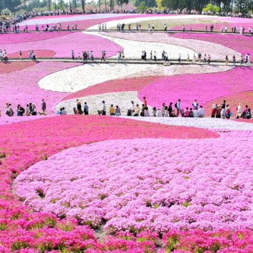 【GW限定（5/2〜5/4）】こだわりの創作会席を堪能＊のんびり過ごす春の秩父路＊